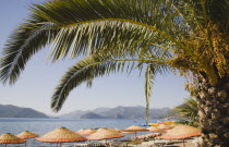 Parasols and sunbeds for hire on beach with views over bay on clear bright early Summer day with palm tree in foreground.formerly Greek Physkos in CariaTurkish RivieracoastcoastalOttomanresorth...