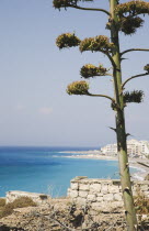 Pine tree on headland above Ixia beach resort looking East towards Rhodes Town with clear  aquamarine sea beyond.Aegeancoastcoastalformer Ottoman territorylocation for Guns of NavaroneRodiSunsh...