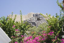 Lindos.  The Akropolis on rocky hill top with bright pink flowering shrub in gardens of house in Lindos in the foreground below. AegeanGreekSummer seasonRodicoast coastalpackage holidaytrip des...