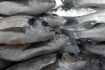 St Georges Market on a busy friday morning  busy with shoppers. Stalls selling various fish  display of fresh Sea Bass. Beal Feirste Eire European Irish Northern Northern Europe Republic Ireland Pobl...