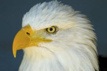 Bald Eagle at the Alberta Birds of Prey Centre Haliaeetus leucocephalus American Canadian Center North America Northern