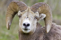 Bighorn Sheep at Waterton Lakes National ParkOvis canadensis American Canadian Livestock North America Northern