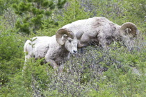 Bighorn Sheep at Waterton Lakes National ParkOvis canadensis American Canadian Livestock North America Northern