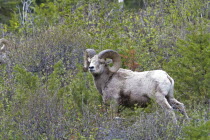 Bighorn Sheep at Waterton Lakes National ParkOvis canadensis American Canadian Livestock North America Northern