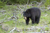Black Bear at Waterton Lakes National ParkUrsus americanus Canadian North America Northern