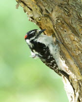 Downy Woodpecker Picoides pubescens excavating nestAmerican Canadian North America Northern