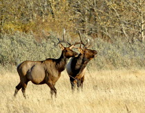 Bull Elk bugling with a pregnant cow at his side during the fall rut at Waterton Lakes National ParkAmerican Canadian Cattle Cows Female North America Northern Cow  Bovine Bos Taurus Livestock