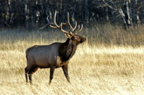 Bull Elk Cervus elaphus during the fall rut at Waterton Lakes National ParkAmerican Canadian Cattle Male North America Northern Cow  Bovine Bos Taurus Livestock