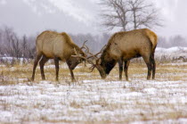 Bull Elk fighting for dominance during the fall rut at Waterton Lakes National Park with snow on the groundAmerican Canadian Cattle Male North America Northern Cow  Bovine Bos Taurus Livestock