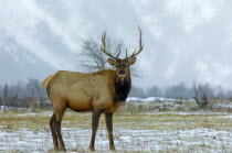 Bull Elk during the fall rut at Waterton Lakes National Park with snow on the groundAmerican Canadian Cattle Male North America Northern Scenic Cow  Bovine Bos Taurus Livestock