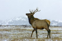 Bull Elk during the fall rut at Waterton Lakes National Park  with snow on the groundAmerican Canadian Cattle Male North America Northern Scenic Cow  Bovine Bos Taurus Livestock