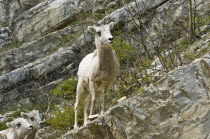 Mountain Goat at Waterton Lakes National ParkAmerican Canadian North America Northern
