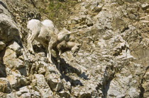 Mountain Goat at Waterton Lakes National ParkAmerican Canadian North America Northern