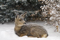 Young Mule Deer sitting on the snow overwintering in LethbridgeWait out the winter season American Canadian Immature North America Northern Young Unripe Unripened Green