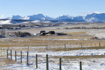 Farmland south of Magrath and the Rocky Mountains covered in snowAmerican Canadian Farming Agraian Agricultural Growing Husbandry  Land Producing Raising North America Northern Scenic Southern Agricu...