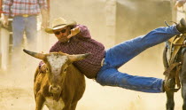 Steer wrestling at the Raymond Stampede the oldest rodeo in CanadaAmerican Canadian North America Northern One individual Solo Lone Solitary 1 Single unitary