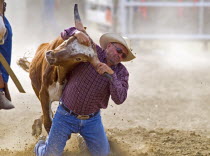 Steer wrestling at the Raymond Stampede the oldest rodeo in CanadaAmerican Canadian North America Northern One individual Solo Lone Solitary 1 Single unitary