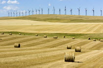 Wind turbines and hay bales just after the harvest near Cowley and the Crowsnest Pass in southern AlbertaMule deer grazing in the middle groundAmerican Canadian Ecology Entorno Environmental Environ...