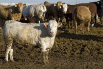 Beef cattle in feedlot.Pen Farm Cow Cows American Canadian North America Northern Agriculture Cow  Bovine Bos Taurus Livestock Cows Female Farming Agraian Agricultural Growing Husbandry  Land Produci...