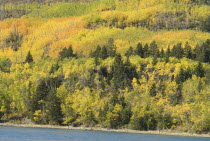 Autumn colours at Lower Saint Mary Lake.Nat Pk NP Fall Tree Trees Foliage American North America Northern Big Sky Country Treasure State National Park Scenic United States of America