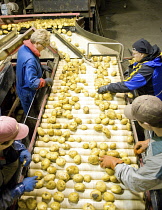 Sorting FL 1879 potatoes for transport to potato plant for production of crisps. Mexican Mennonite worker in headscarf.Chips American Canadian North America Northern French Fries Frites Potato Chips