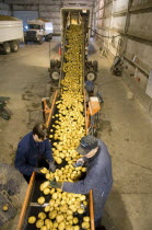 Sorting FL 1879 potatoes for transport to potato plant for production of crisps.Chips American Canadian North America Northern French Fries Frites Potato Chips