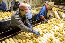 Sorting FL 1879 potatoes for transport to potato plant for production of crisps.Chips American Canadian North America Northern French Fries Frites Potato Chips