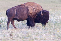 American Bison Bos bison grazing.American Canadian North America Northern