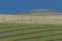 Hay bales against a stormy sky.American Canadian North America Northern Blue Farming Agraian Agricultural Growing Husbandry  Land Producing Raising Scenic