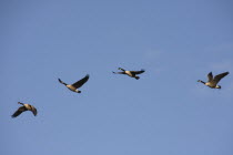 Canada Geese in flight  showing various stages of wing movements.American North America Northern United States of America Blue Canadian