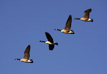 Canada Geese in flight  showing various stages of wing movements.American North America Northern United States of America Blue Canadian