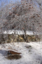 Woodland area frosted over dufing Ice Storm. Wheelbarrow and apple tree covered in layer of ice.American North America Northern United States of America Blue Ecology Entorno Environmental Environneme...