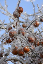 Winter Apples covers in thicks layer of ice after Ice Storm.American North America Northern United States of America Blue Ecology Entorno Environmental Environnement Gray Green Issues