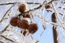 Winter Apples covers in thicks layer of ice after Ice Storm.American North America Northern United States of America Blue Ecology Entorno Environmental Environnement Gray Green Issues