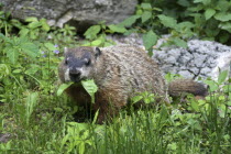 Woodchuck eating foliage. Marmot  Groundhog  Marmota Monax.American Northern North America United States of America