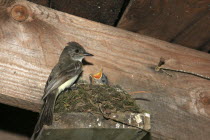 Bird feeding young chick in nest made in the eaves of a building.American Northern Immature North America United States of America