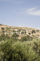 Pythagorio.  Olive groves on south facing slopes in early Summer June.North Eastern AegeanGreek IslandsPithagorion Pythagorioncoast coastalseaSummerpackageholidayresortvacationtripdestinat...