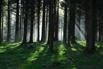 Rays shining through conifer trees.WeatherWinterIrelandEireRepublicEuropeEuropeanIrishLandscapeForestationWinterSunshineTreesAtmosphereLighWinter Eire European Irish Northern Europe Rep...