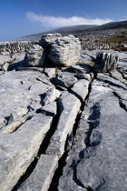 Limestone pavements  grykes a dry stone wall and Slieve Elva in the background.Eire European Irish Northern Europe Republic Ireland Poblacht na hEireann Blue Gray Karst Sedimentary Rock Scenic