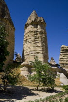 Turkey, Cappadocia, Goreme, Love Valley, Phallic looking fairy chimneys in this popular valley just outside Goreme.