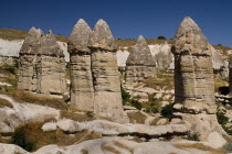 Turkey, Cappadocia, Goreme, Love Valley, Phallic looking fairy chimneys in this popular valley just outside Goreme.