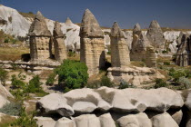Turkey, Cappadocia, Goreme, Love Valley, Phallic looking fairy chimneys in this popular valley just outside Goreme.