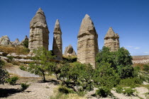Turkey, Cappadocia, Goreme, Love Valley, Phallic looking fairy chimneys in this popular valley just outside Goreme.