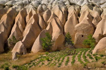Turkey, Cappadocia, Goreme, Rose Valley, Agriculture amidst the colourful rocks.