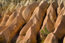 Turkey, Cappadocia, Goreme, Rose Valley, A solitary bush among the colourful eroded rocks of the valley.