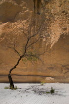 Turkey, Cappadocia, Goreme, Pasabag, A tree stands out against the colourful rock.