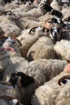 Harris sheep waiting to be sheared.European  shearing Alba Farming Agraian Agricultural Growing Husbandry  Land Producing Raising Great Britain Livestock Northern Europe UK United Kingdom