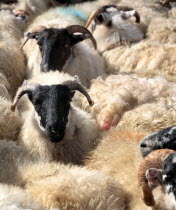 Harris sheep waiting to be sheared.European Alba Farming Agraian Agricultural Growing Husbandry  Land Producing Raising Great Britain Livestock Northern Europe UK United Kingdom