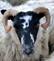 Harris sheep waiting to be sheared.European Alba Farming Agraian Agricultural Growing Husbandry  Land Producing Raising Great Britain Livestock Northern Europe UK United Kingdom