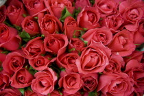 Thailand, Chiang Mai, Close up of locally grown fresh Roses on sale in market.